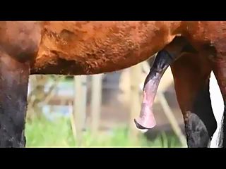 Horse cock flare compilation xxx